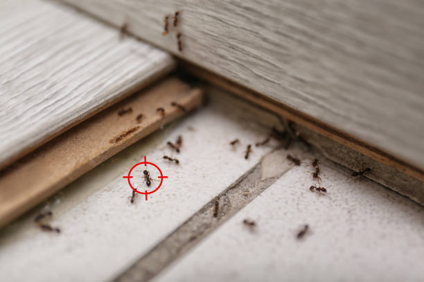 Best Pest Inspection Near Me  in Park Rapids, MN