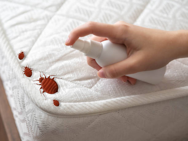 Best Local Pest Control Services  in Park Rapids, MN