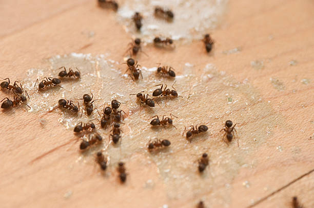 Best Commercial Pest Control Services  in Park Rapids, MN