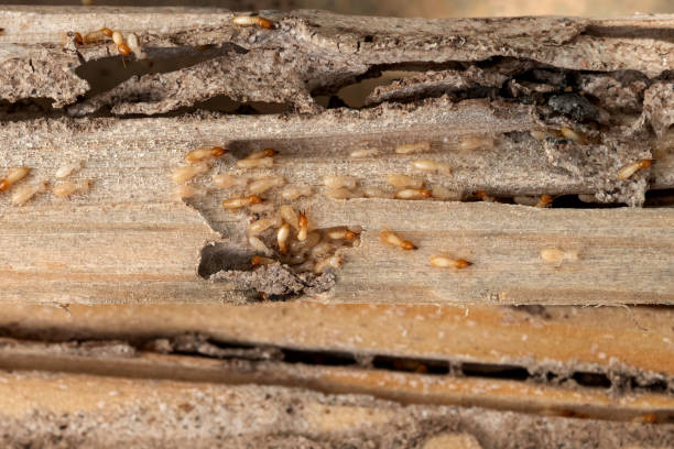 Best Affordable Pest Control Services  in Park Rapids, MN